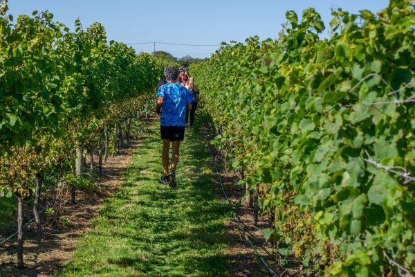 2026 Wine Run at Westport Rivers Vineyard and Winery - 5k